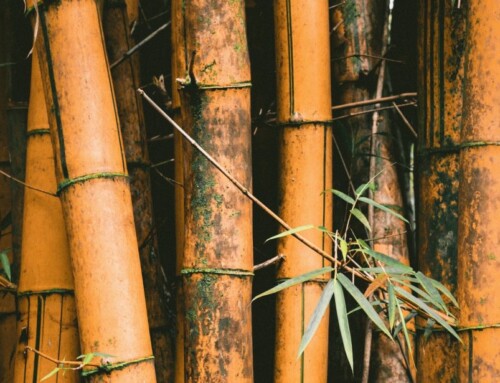 Truth or Trend: Is Bamboo Sustainable?