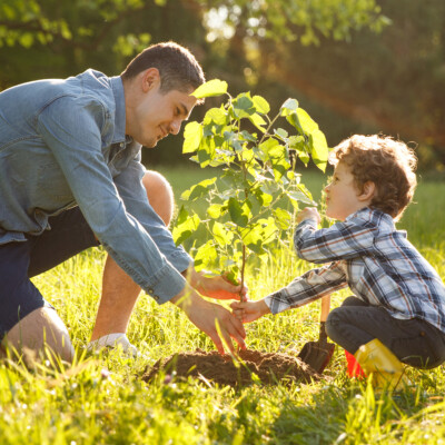 Planting trees
